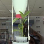 Capsicum Annuum
