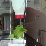 Lactuca Sativa