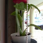 Capsicum Annuum