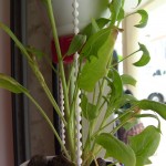 Spinacia Oleracea
