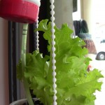 Lactuca Sativa