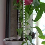 Capsicum Annuum