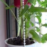 Spinacia Oleracea