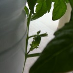 Lycopersicon Esculentum