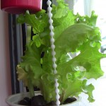 Lactuca Sativa